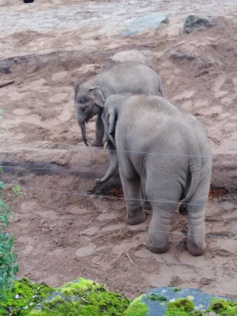 Asian Elephants 2020