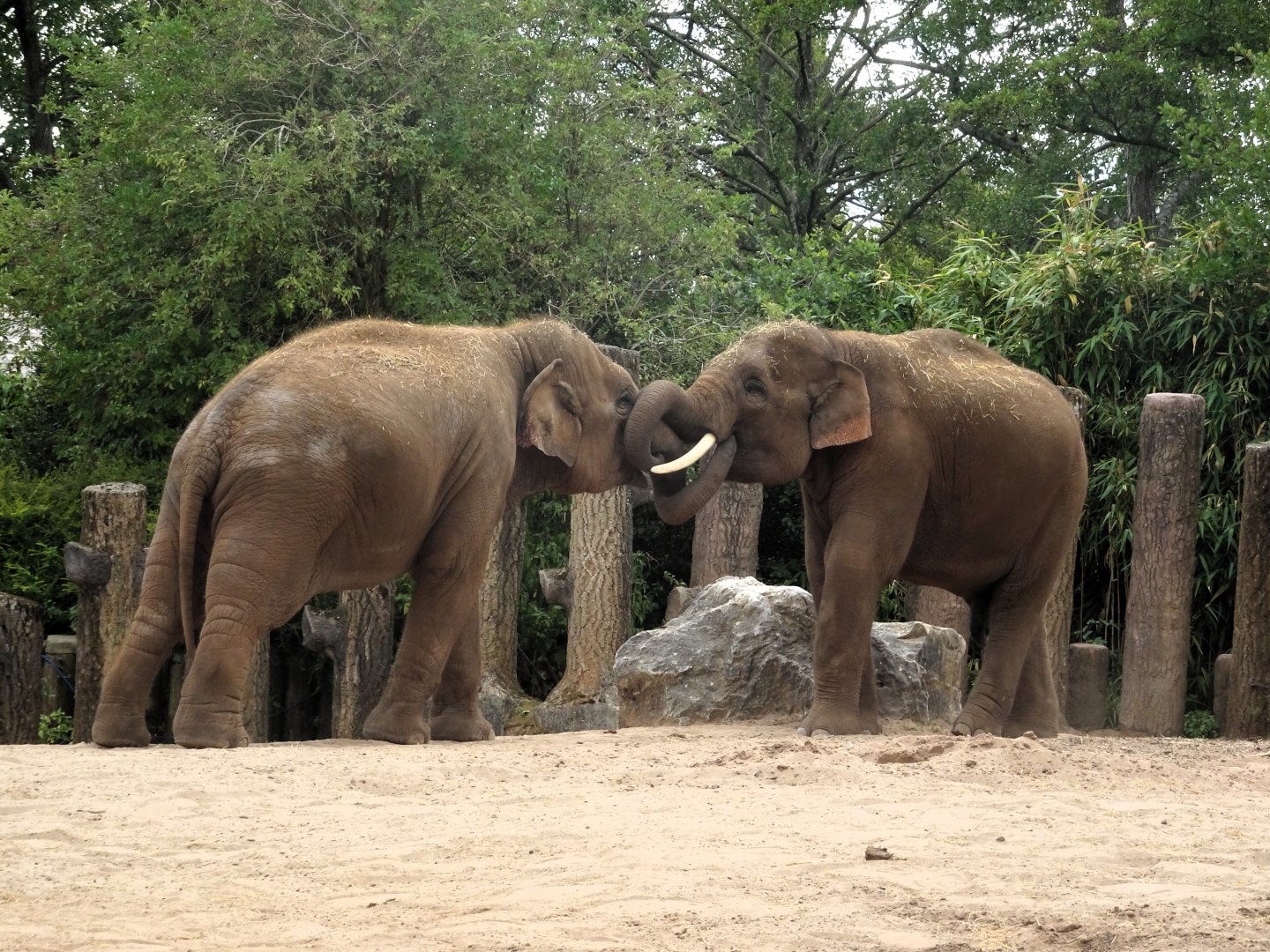 Asian Elephants 24 August 2025