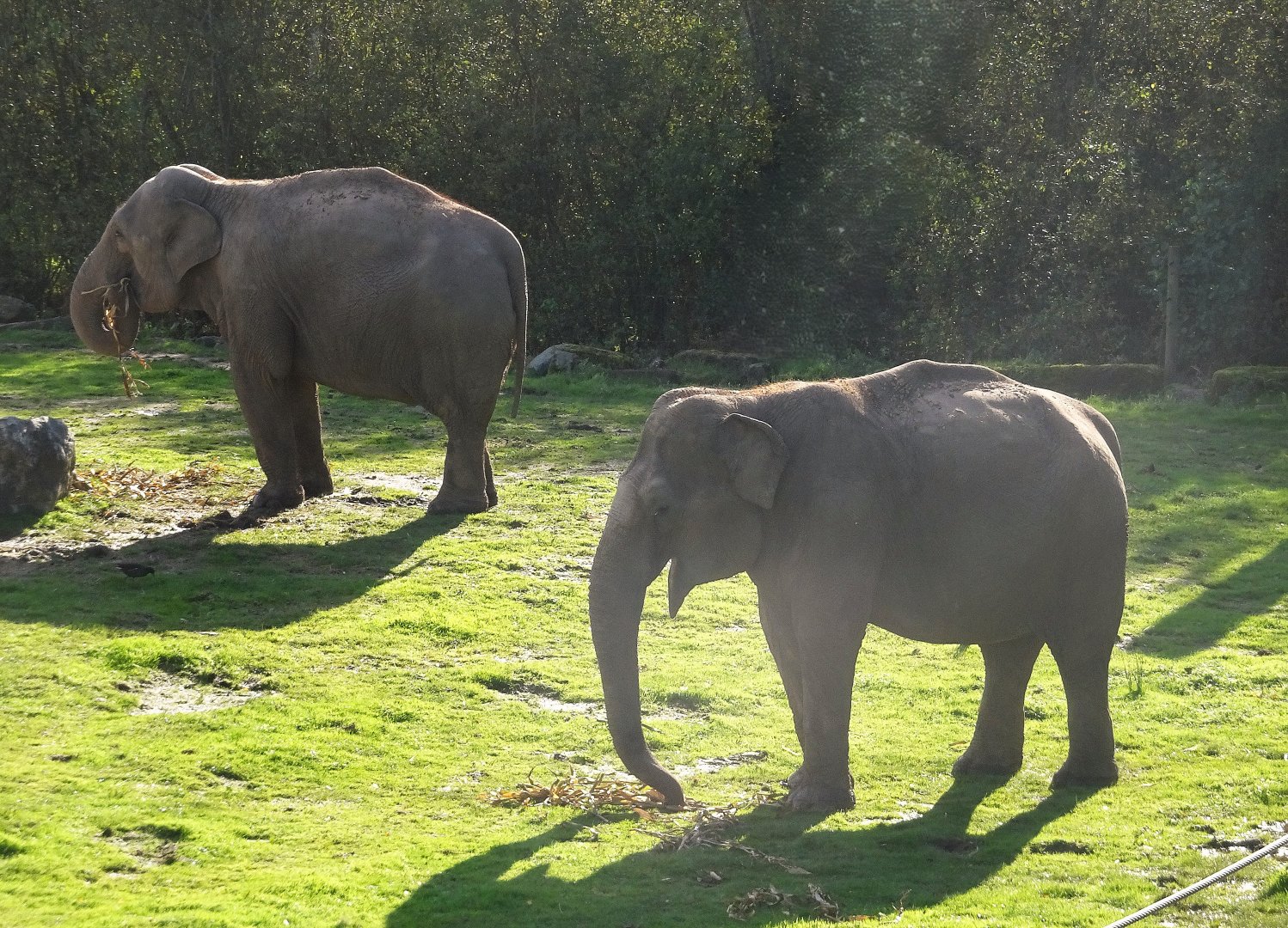Asian Elephants 25 October 2025