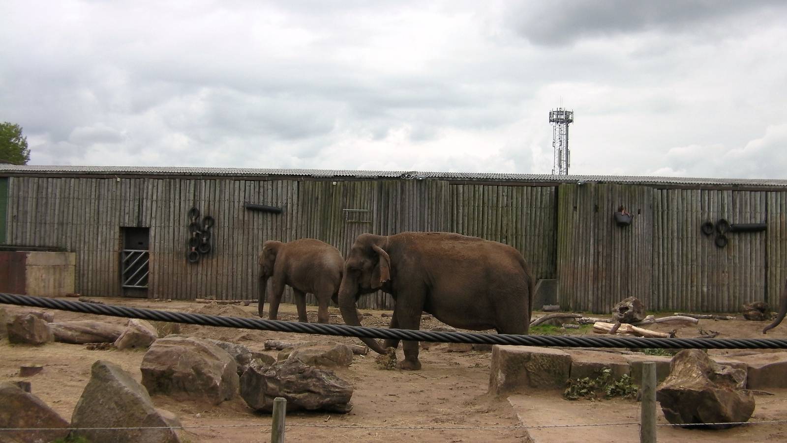 Asian Elephants - 26.08.2011