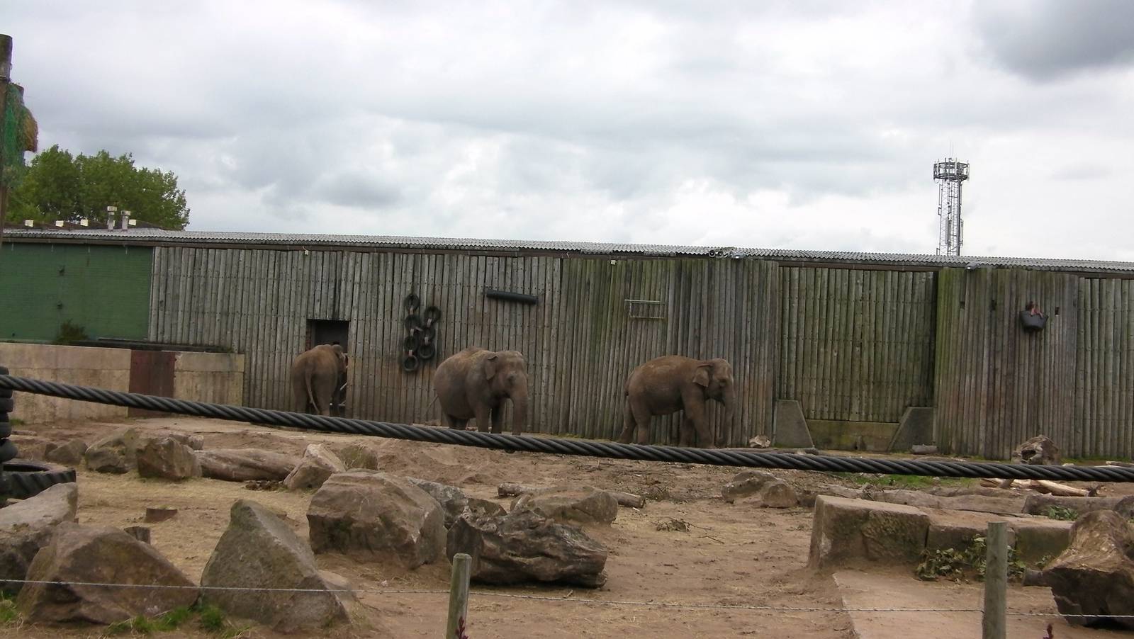 Asian Elephants - 26.08.2011