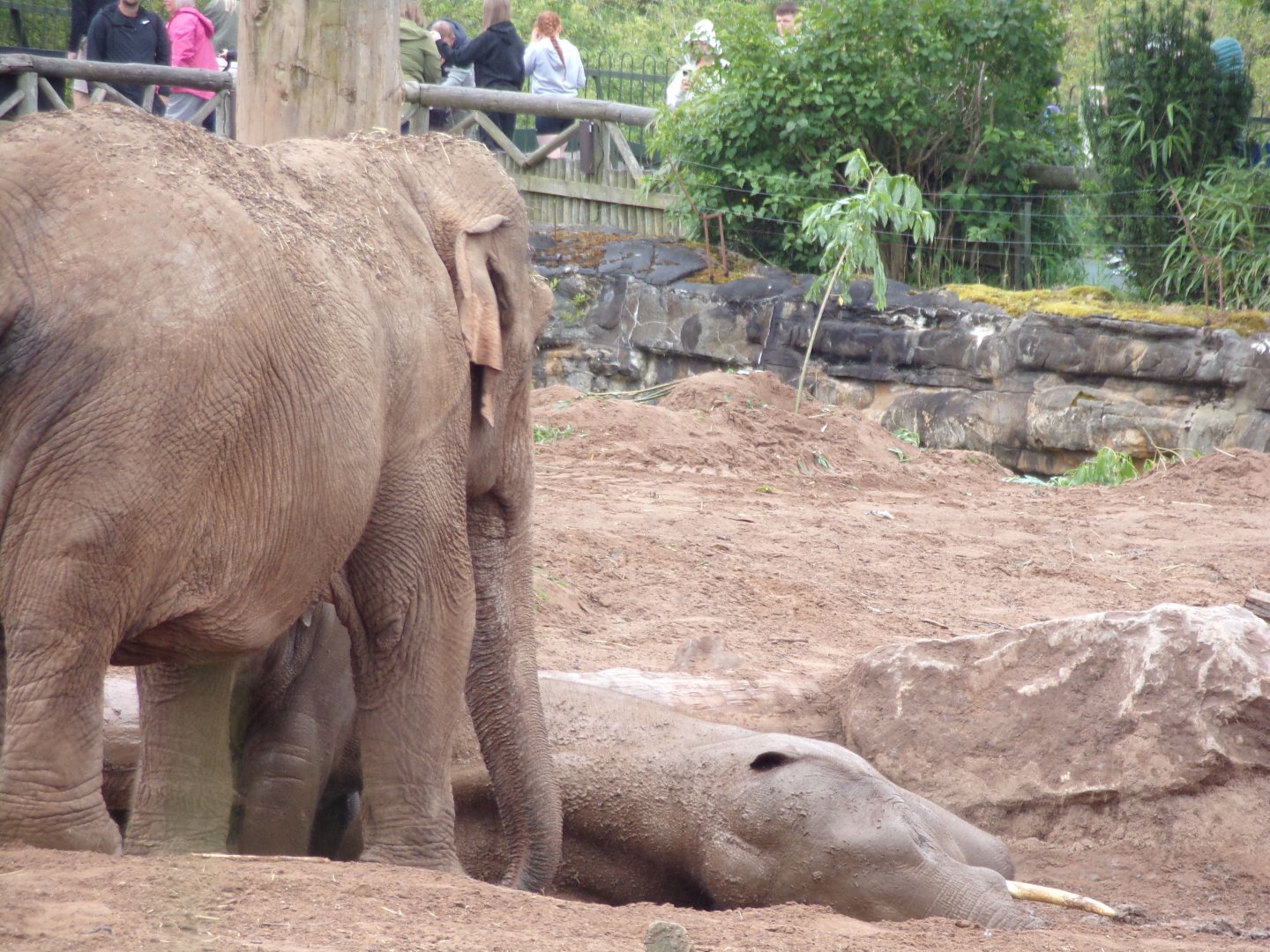 Asian elephants 29.6.24