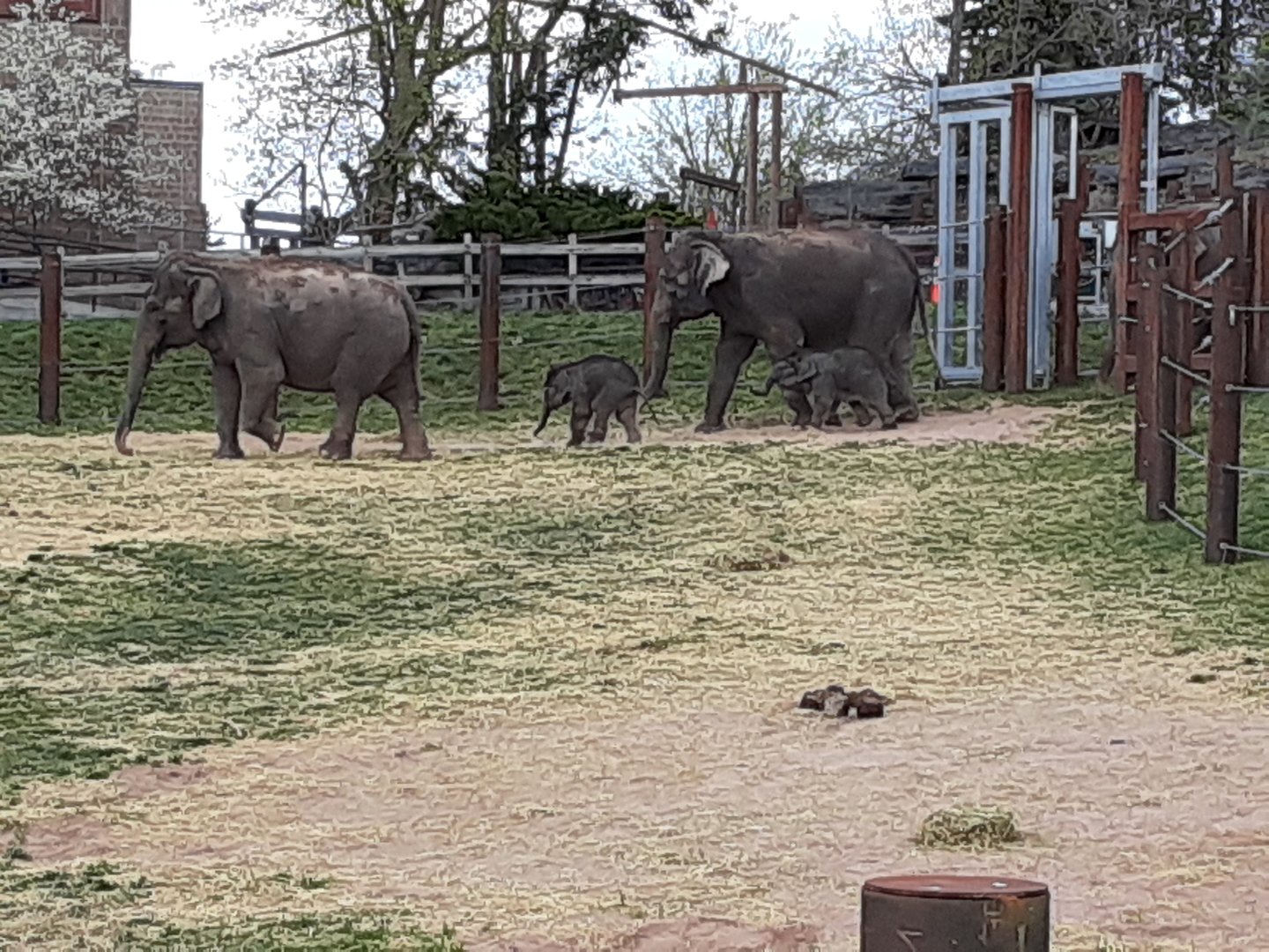 Asian Elephants- 4/16/23
