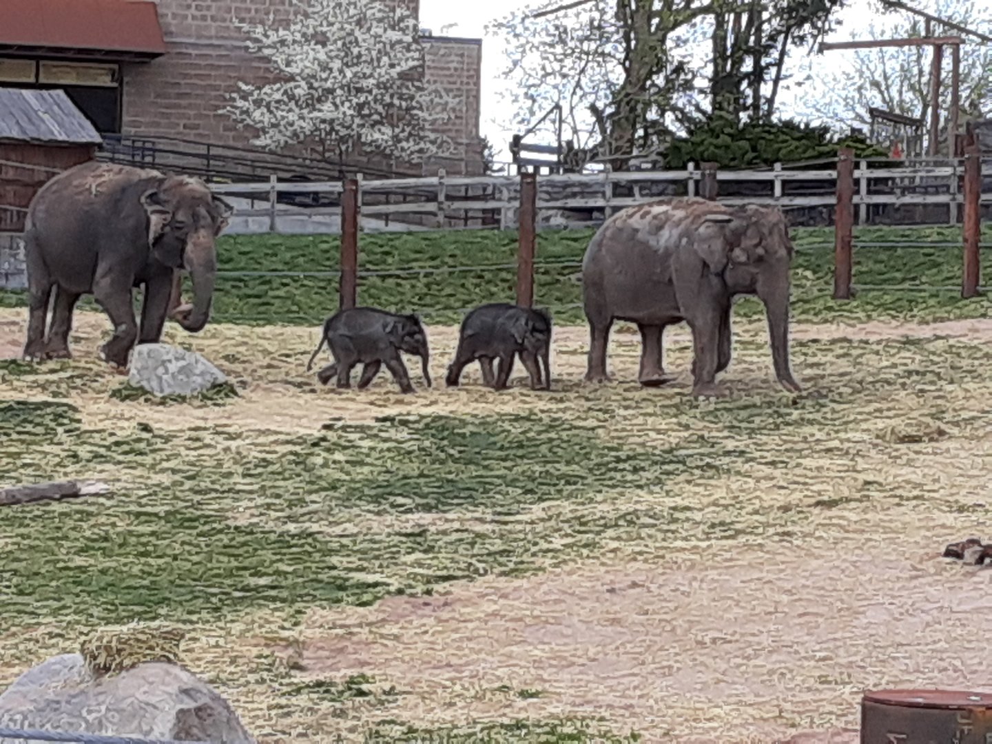 Asian Elephants- 4/16/23