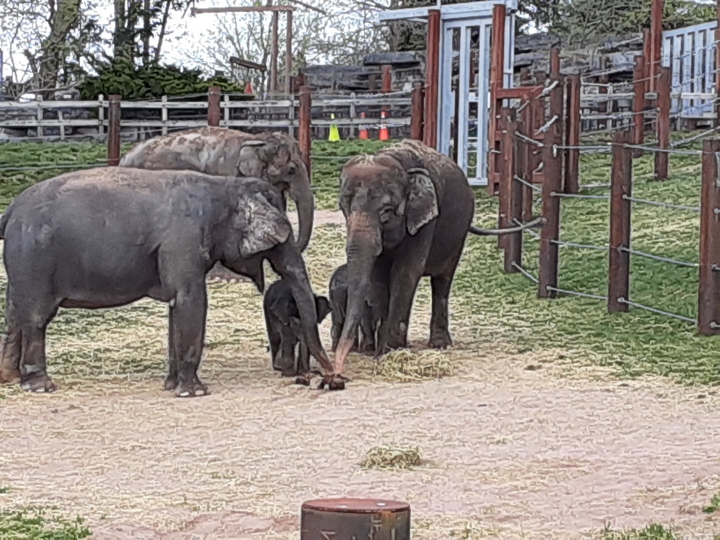 Asian Elephants- 4/16/23