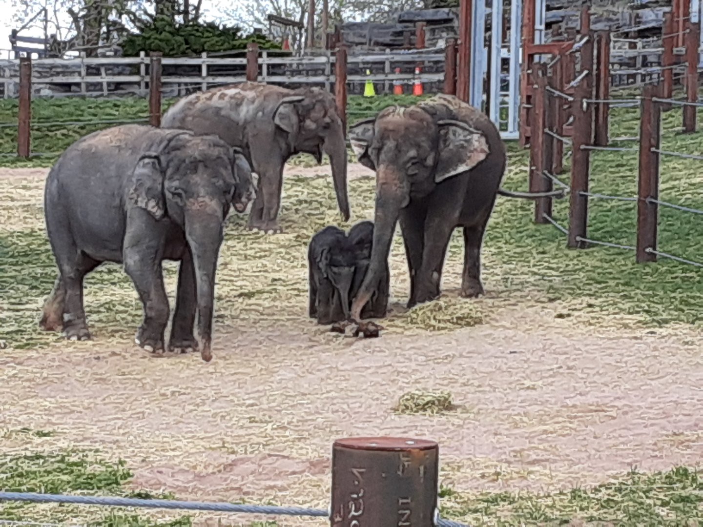 Asian Elephants- 4/16/23