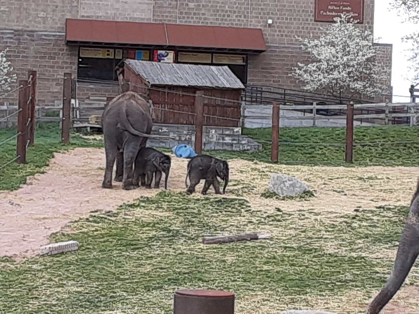 Asian Elephants- 4/16/23