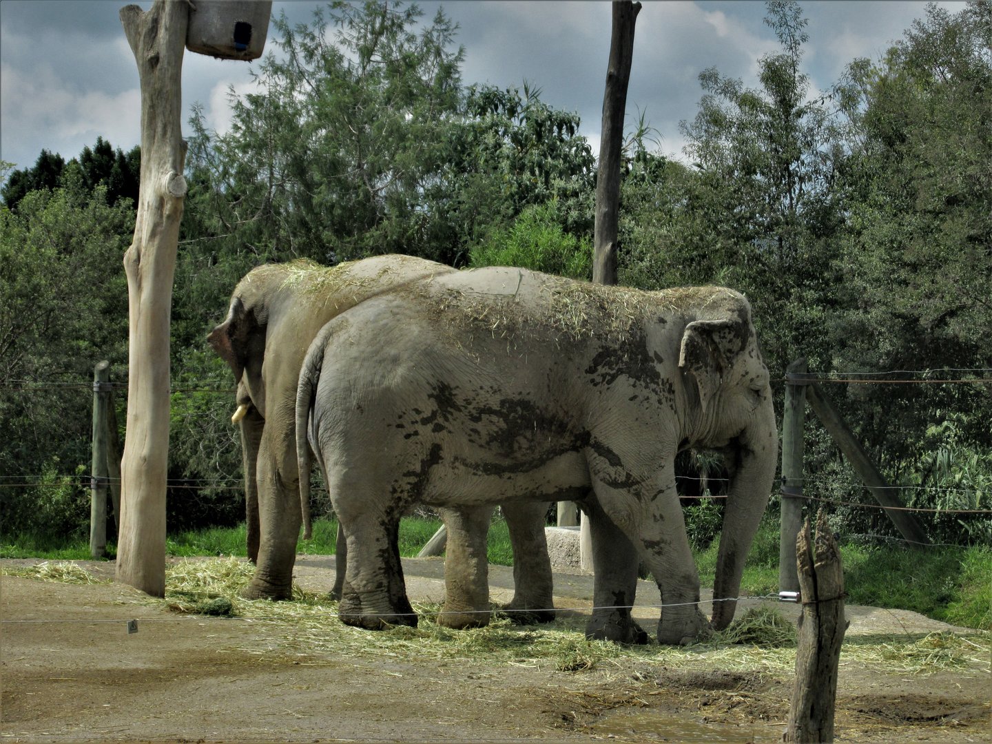asian elephants africam safari