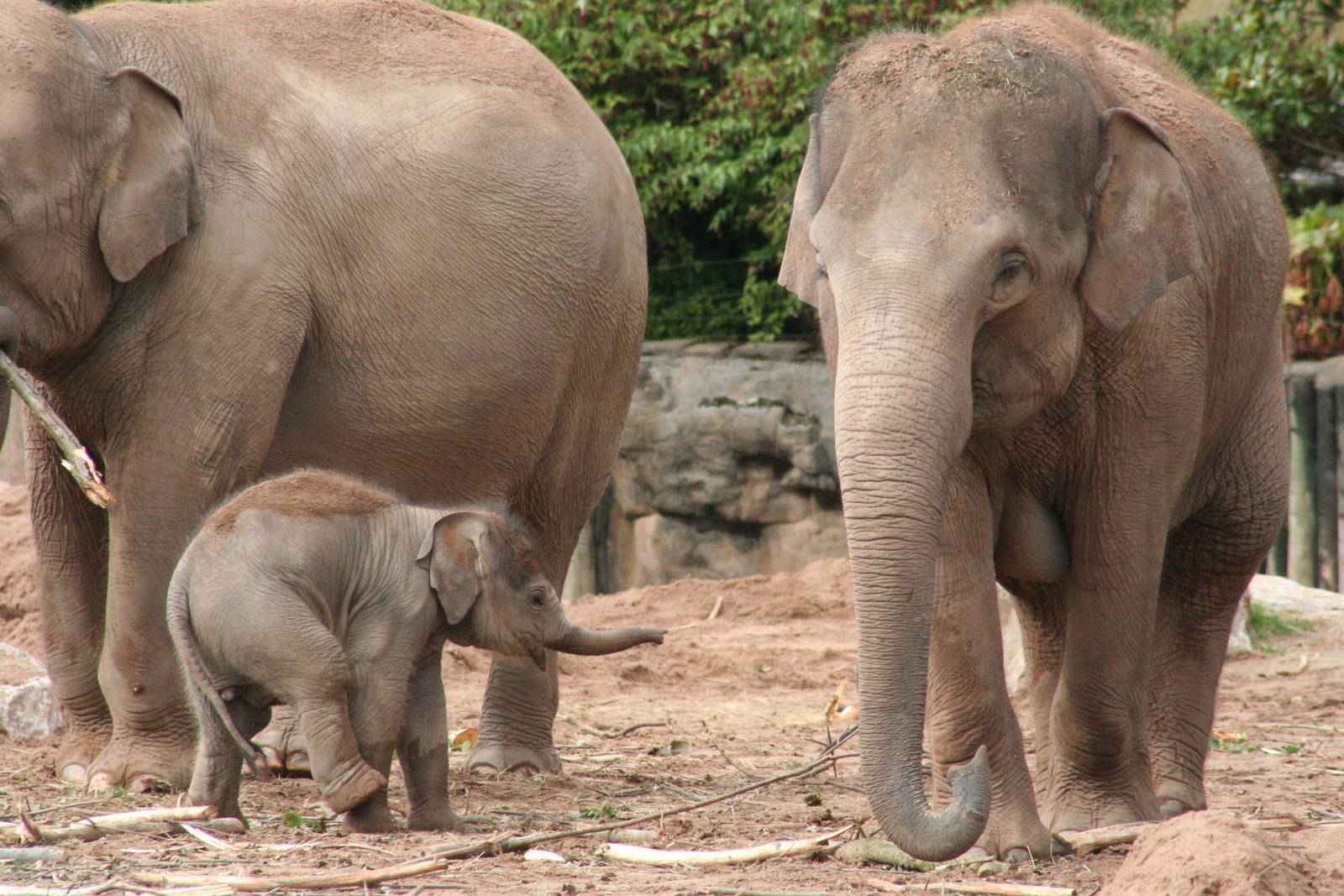 Asian Elephants and calf @ Chester; 15.09.2015