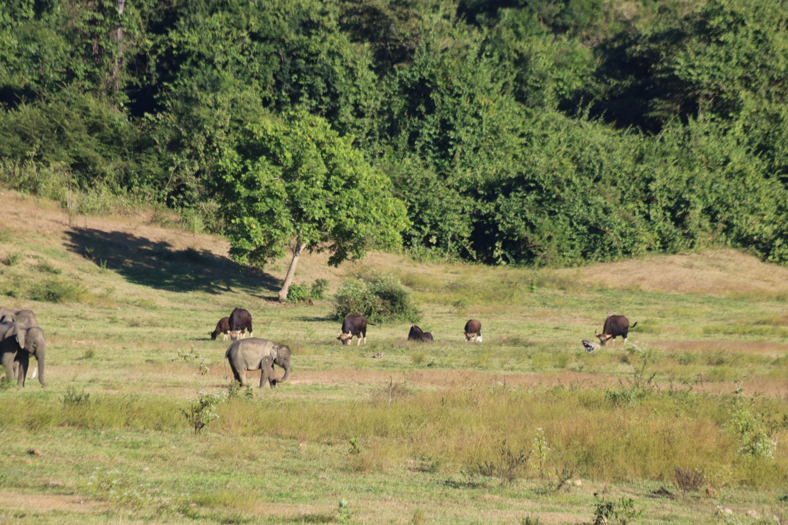 Asian Elephants and Gaur- Kui Buri National Park