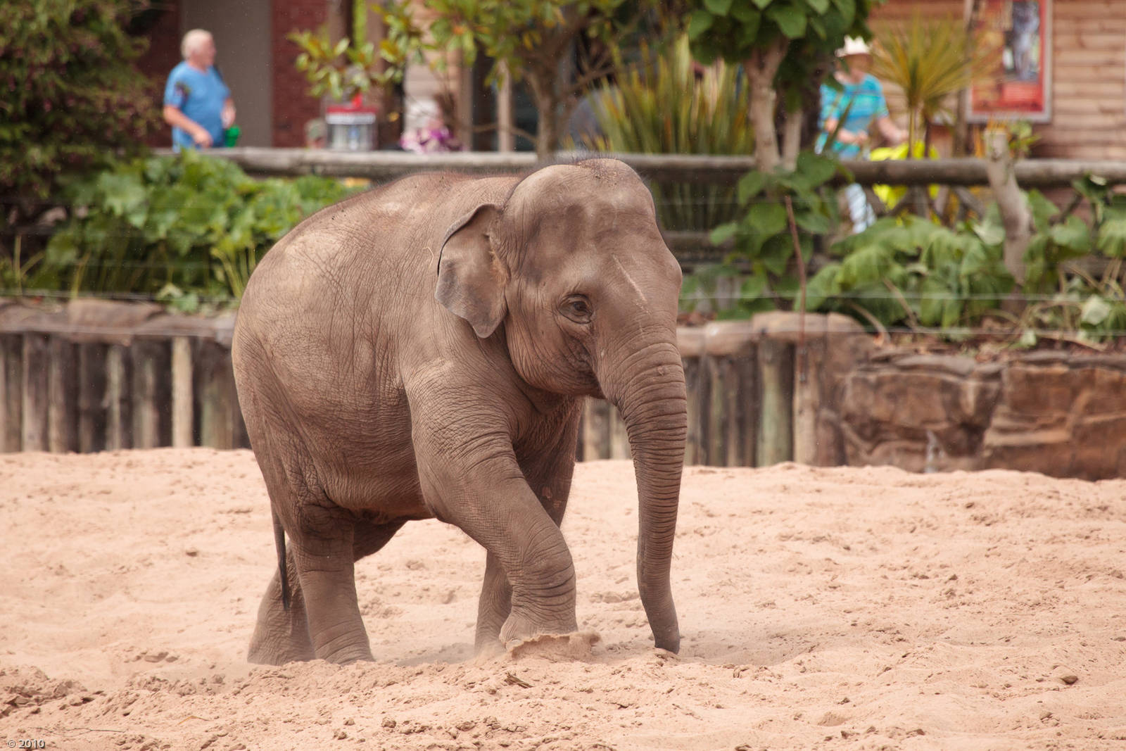 Asian Elephants and Paddock - 28/06/2010
