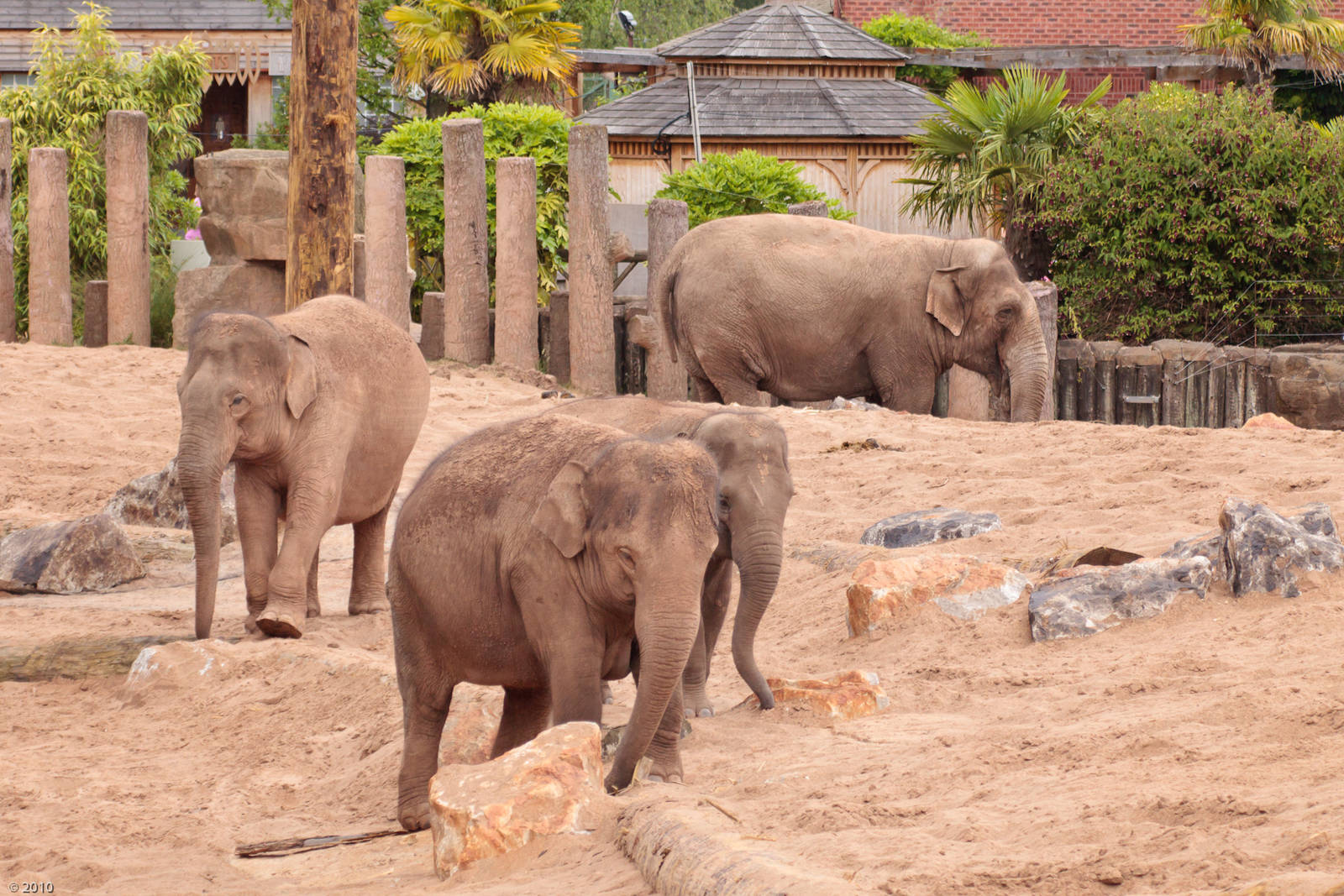 Asian Elephants and Paddock - 28/06/2010