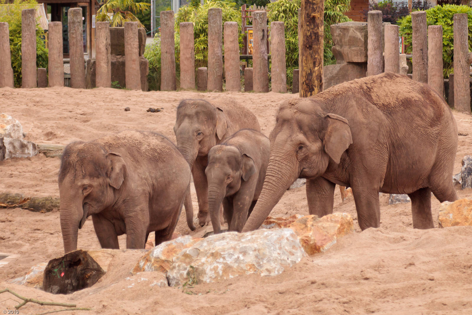 Asian Elephants and Paddock - 28/06/2010
