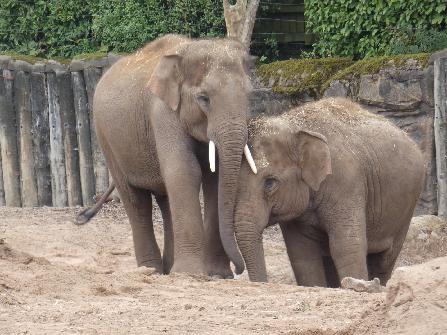 Asian elephants 'Anjan' and 'Indali'