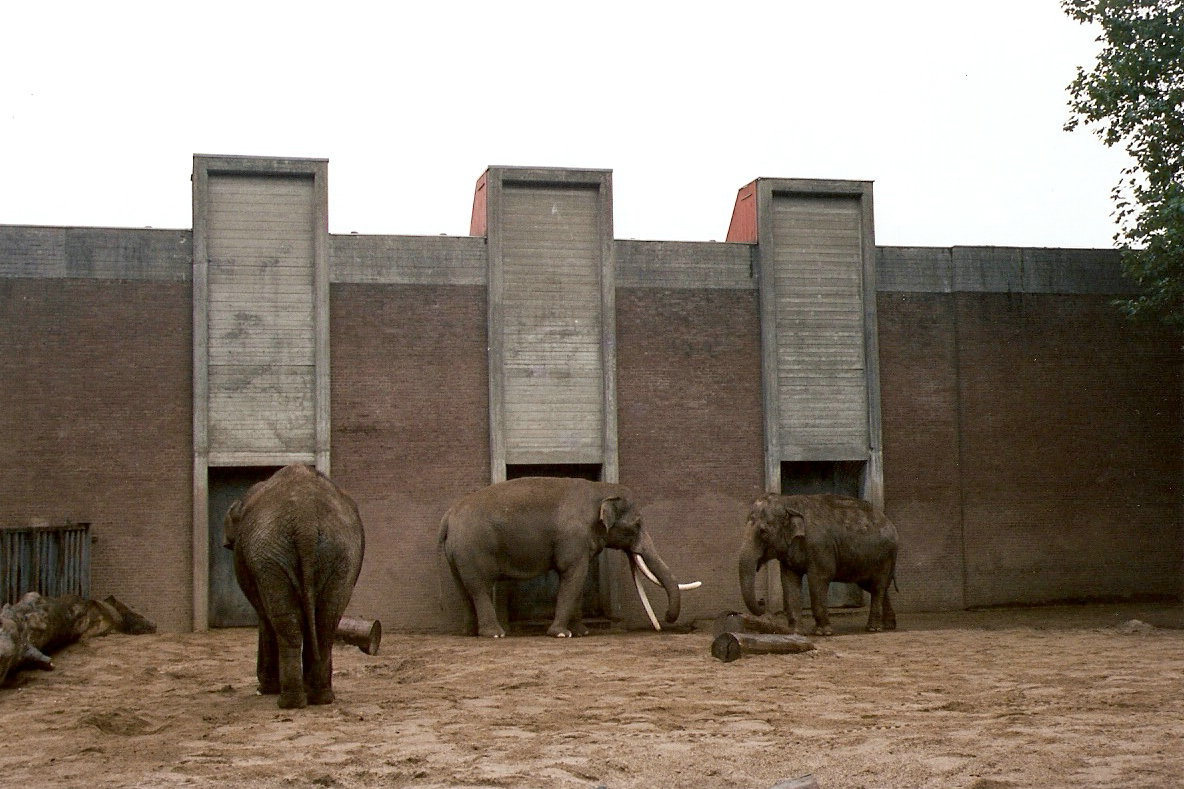 Asian Elephants at Artis 2002