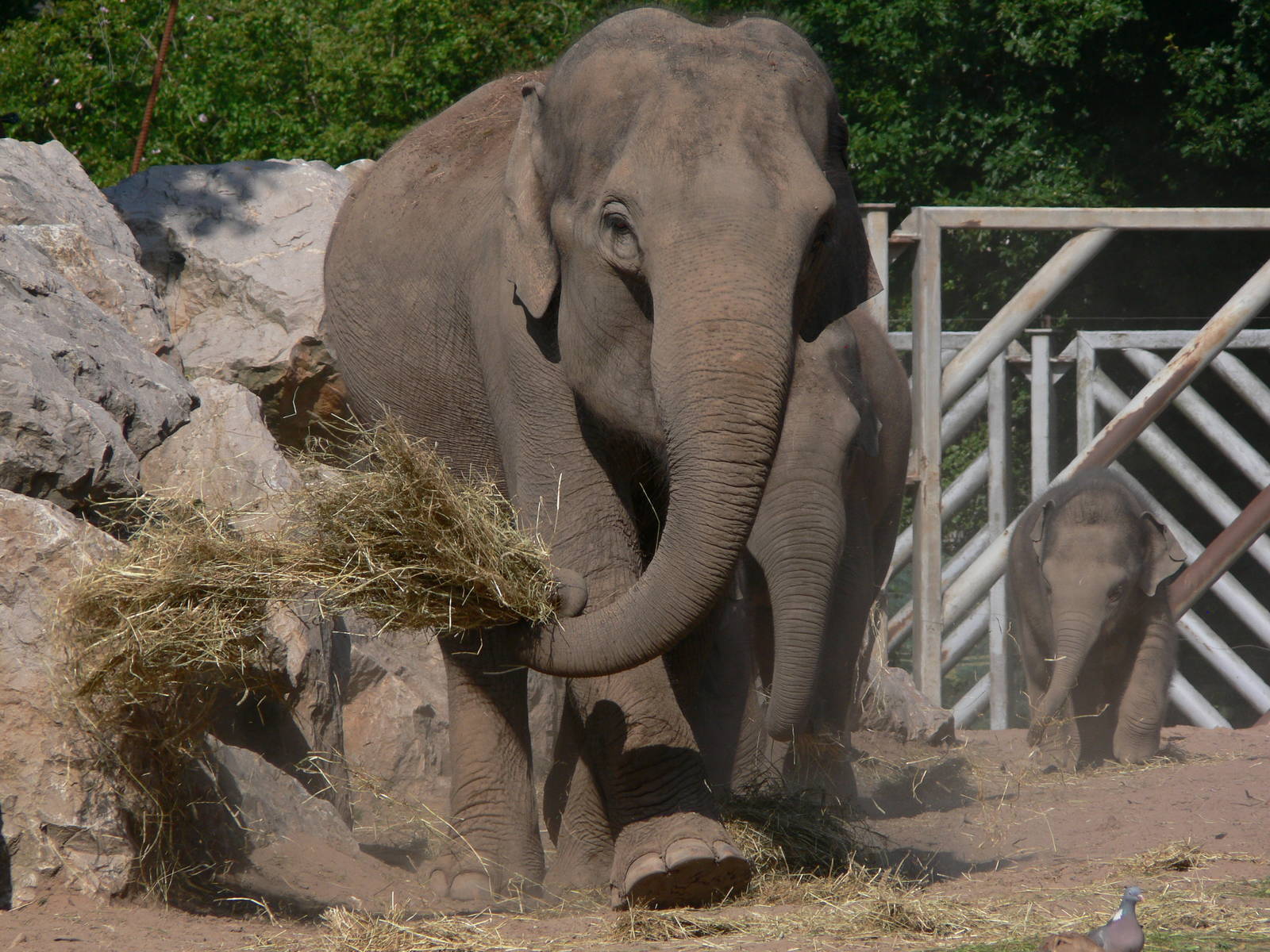 Asian Elephants at Chester Zoo, 06/07/13