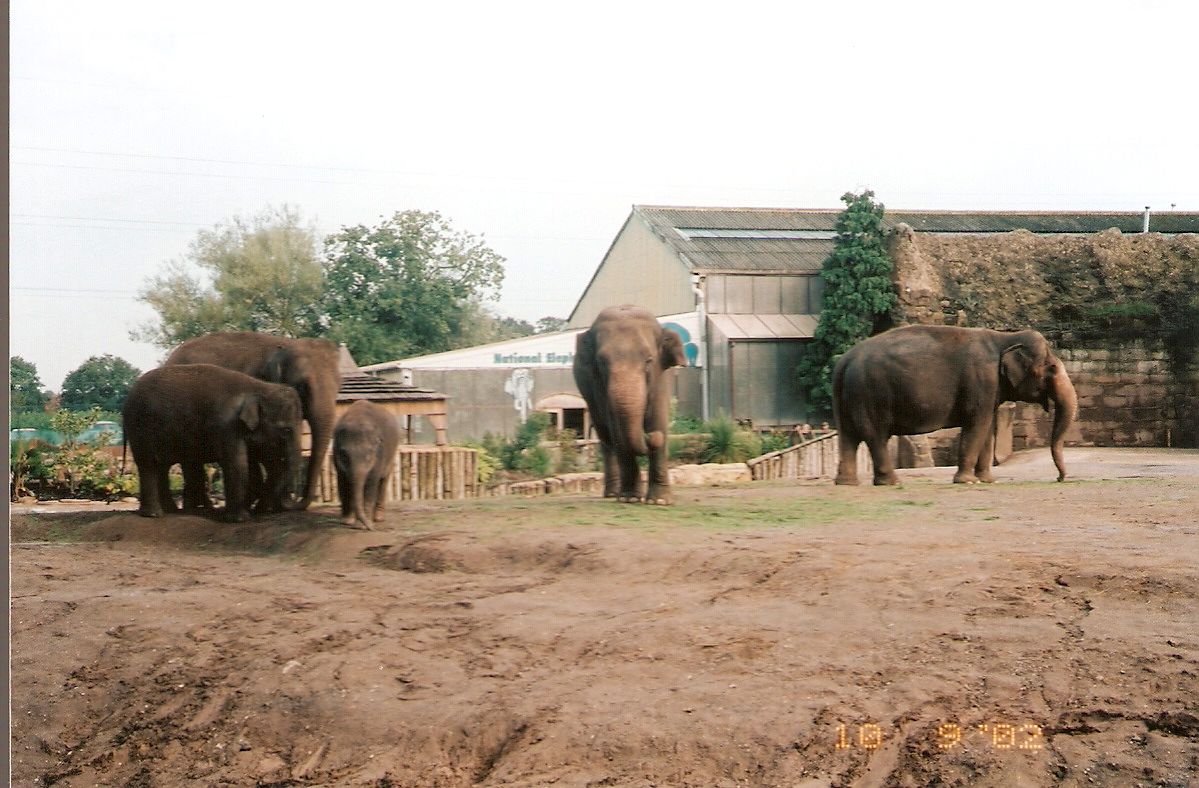 Asian elephants at Chester Zoo, 10 September 2002