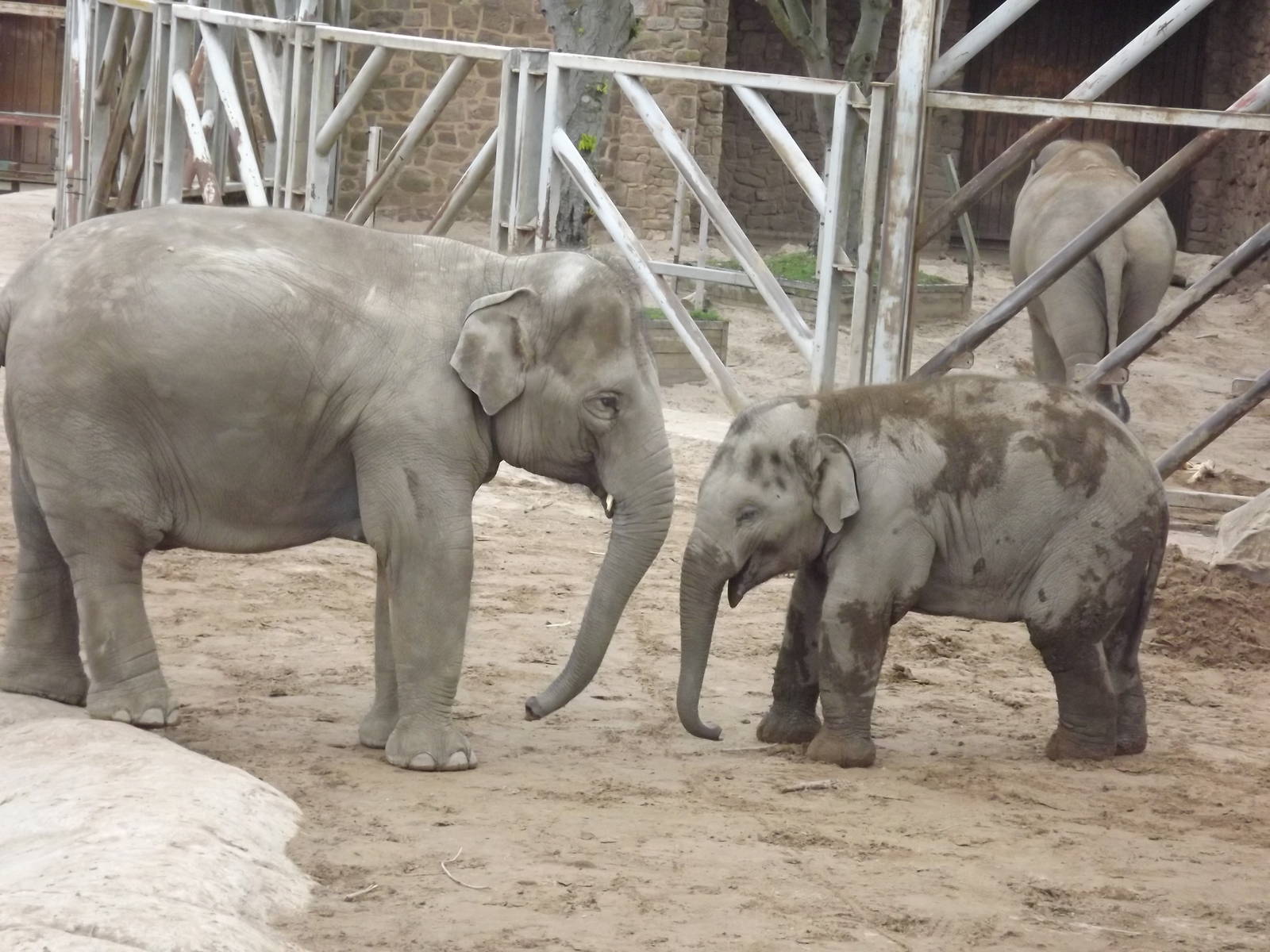 Asian Elephants at Chester Zoo 31/03/12