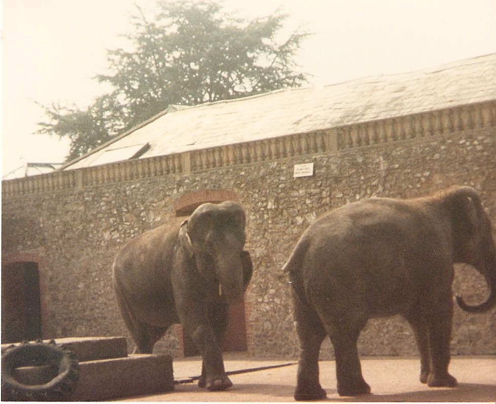 Asian elephants at Cricket St. Thomas, 4 June 1983