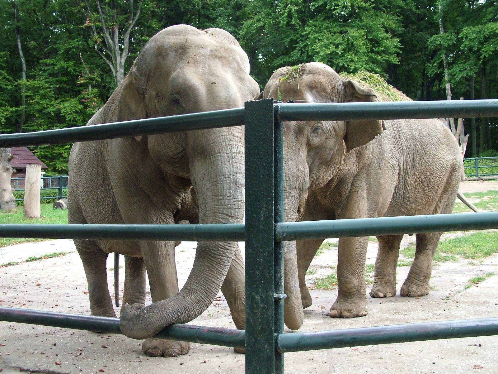 Asian Elephants at Krakow 08/09/2008