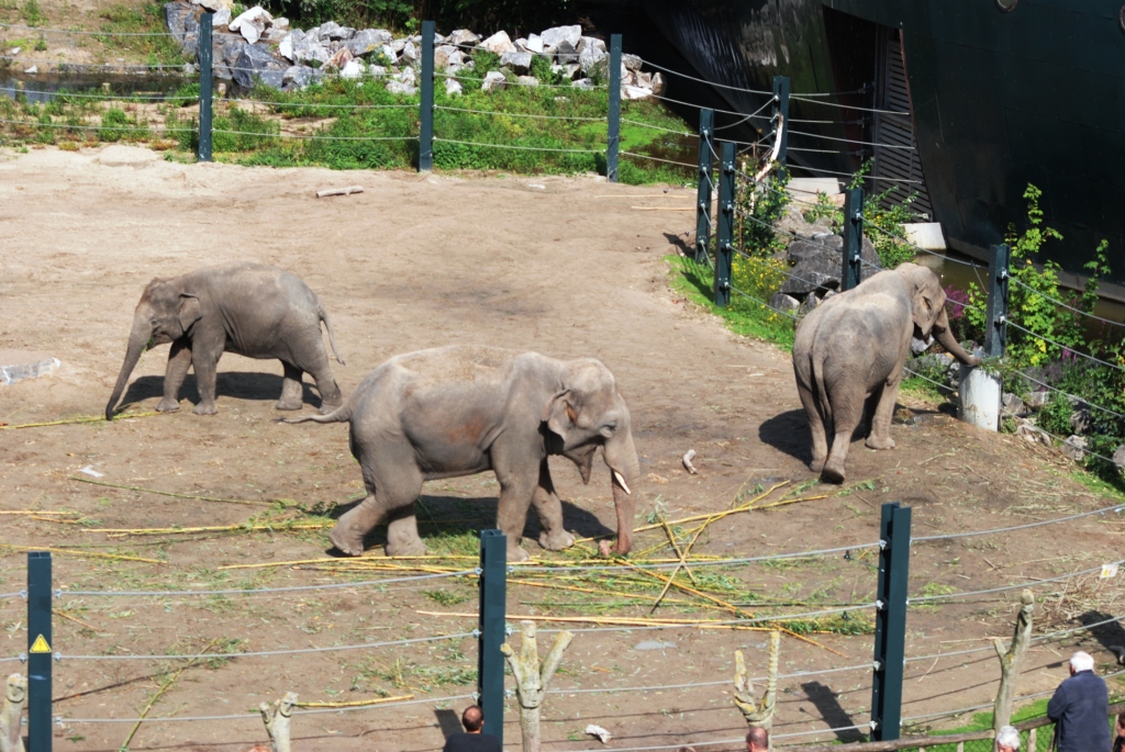 Asian Elephants at Pairi Daiza, 31/08/14