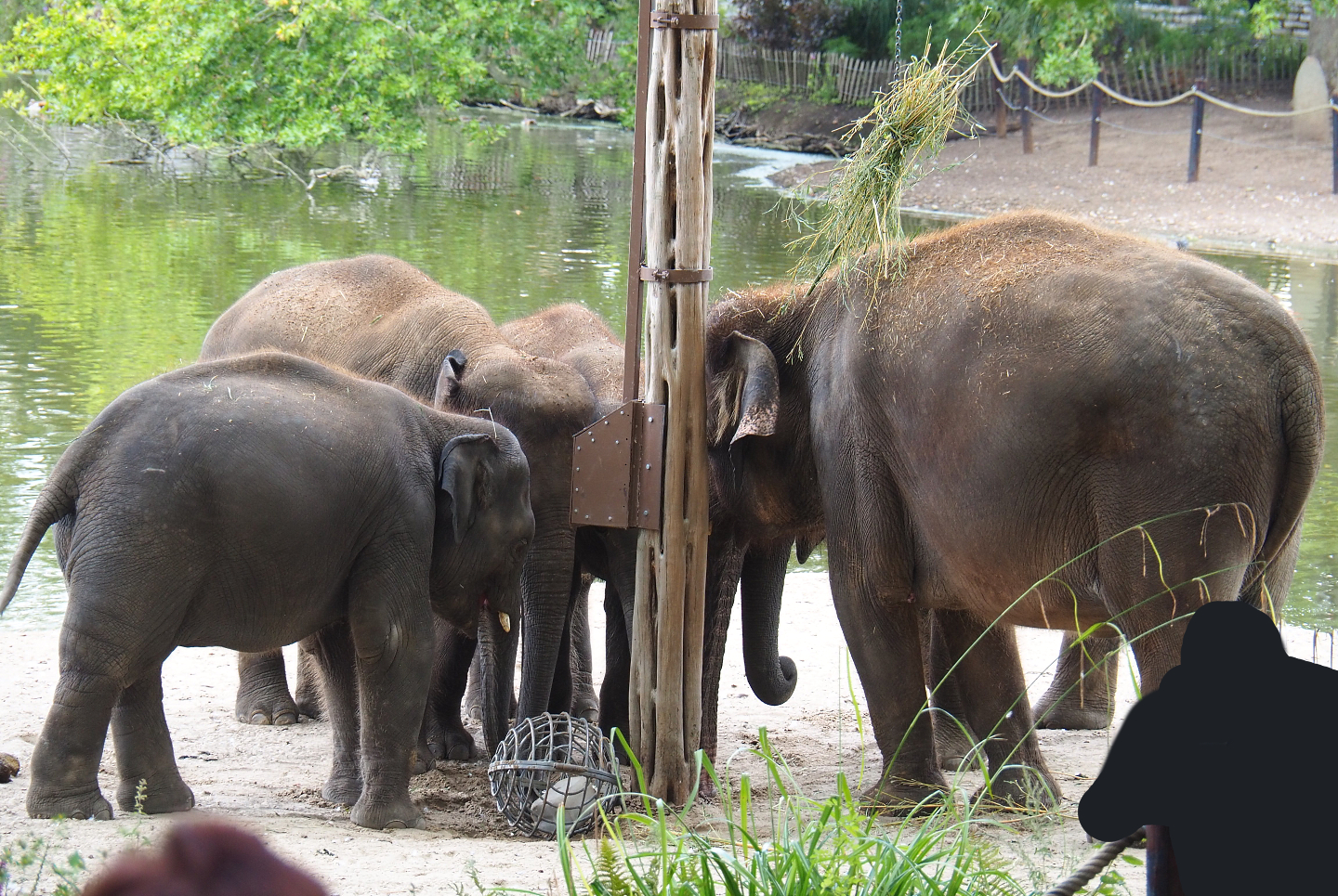 Asian elephants at the side of the lake, 2020-09-02