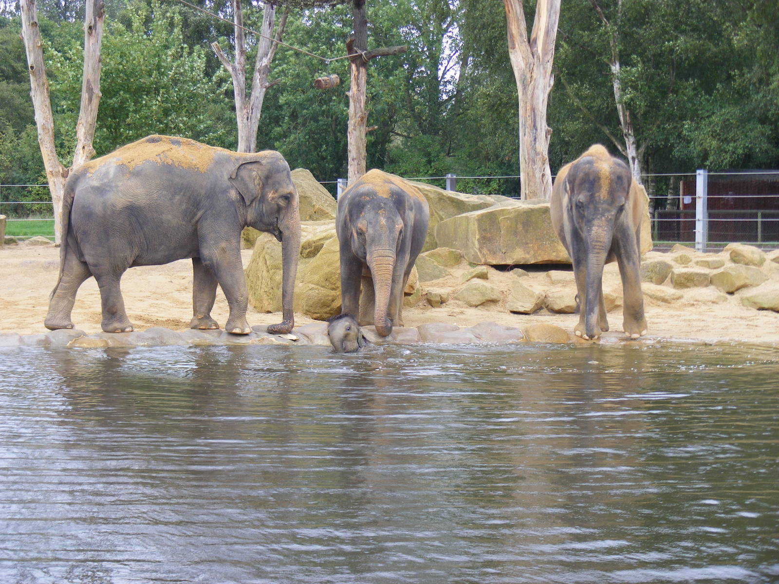 Asian elephants at Twycross Zoo, 29 August 2010