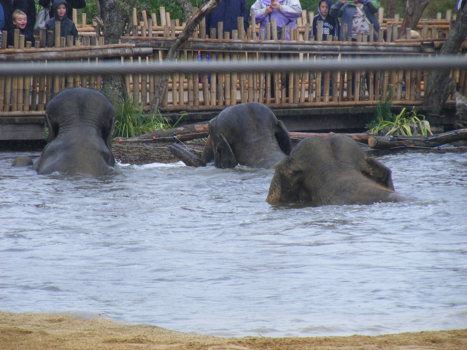 Asian elephants at Twycross Zoo, 29 August 2010