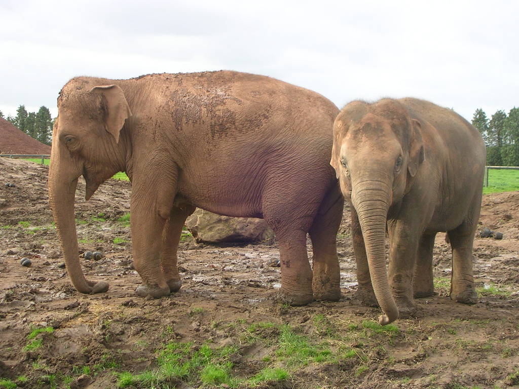 Asian Elephants at Twycross Zoo