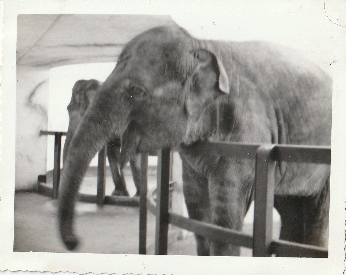 Asian Elephants at Whipsnade Zoo - taken circa August/September 1960