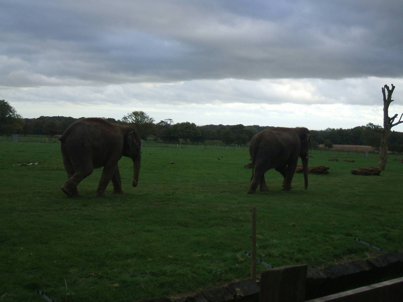 Asian Elephants at Whipsnade