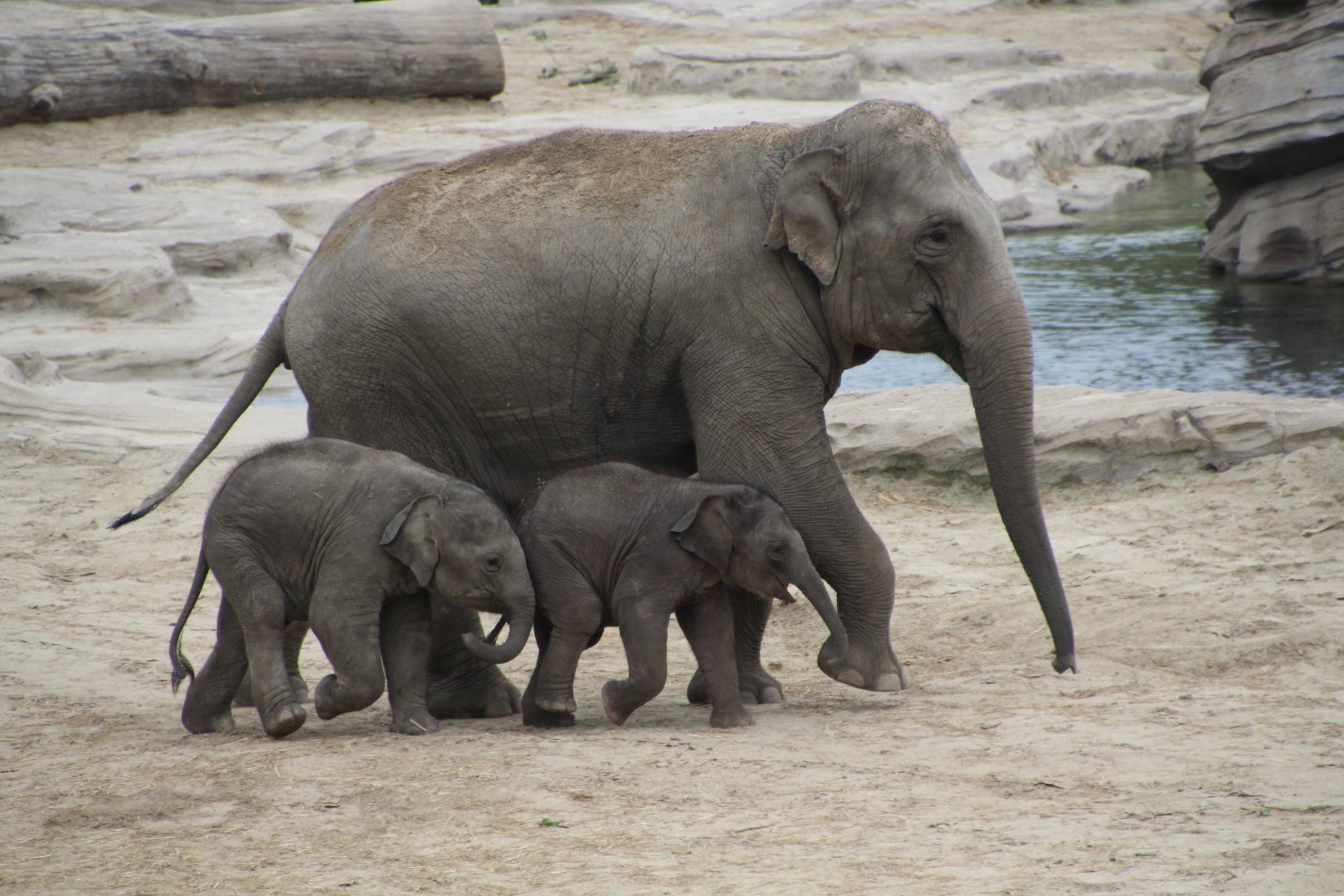 Asian Elephants - August 2018