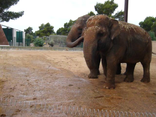 Asian Elephants,auto safari,Mallorca