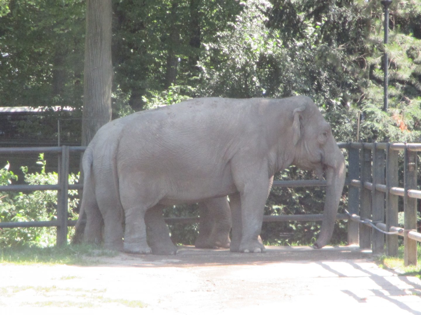 Asian elephants- Baby, 20.6.2017