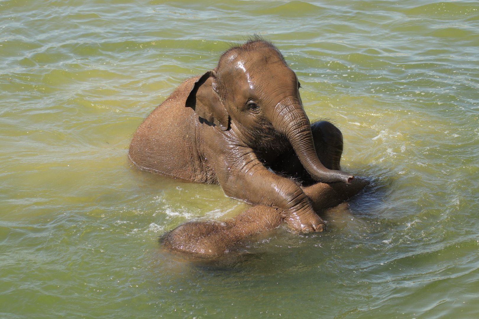 Asian Elephants bathing (April 2019)