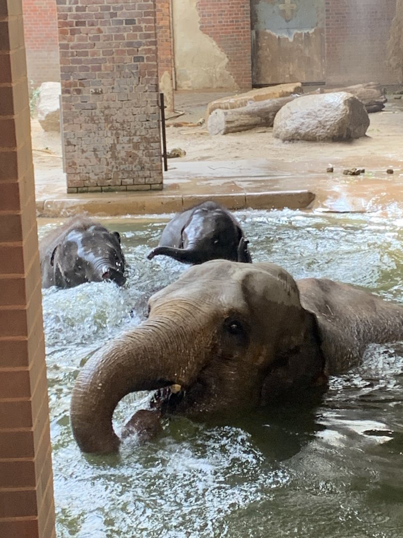 Asian elephants bathing