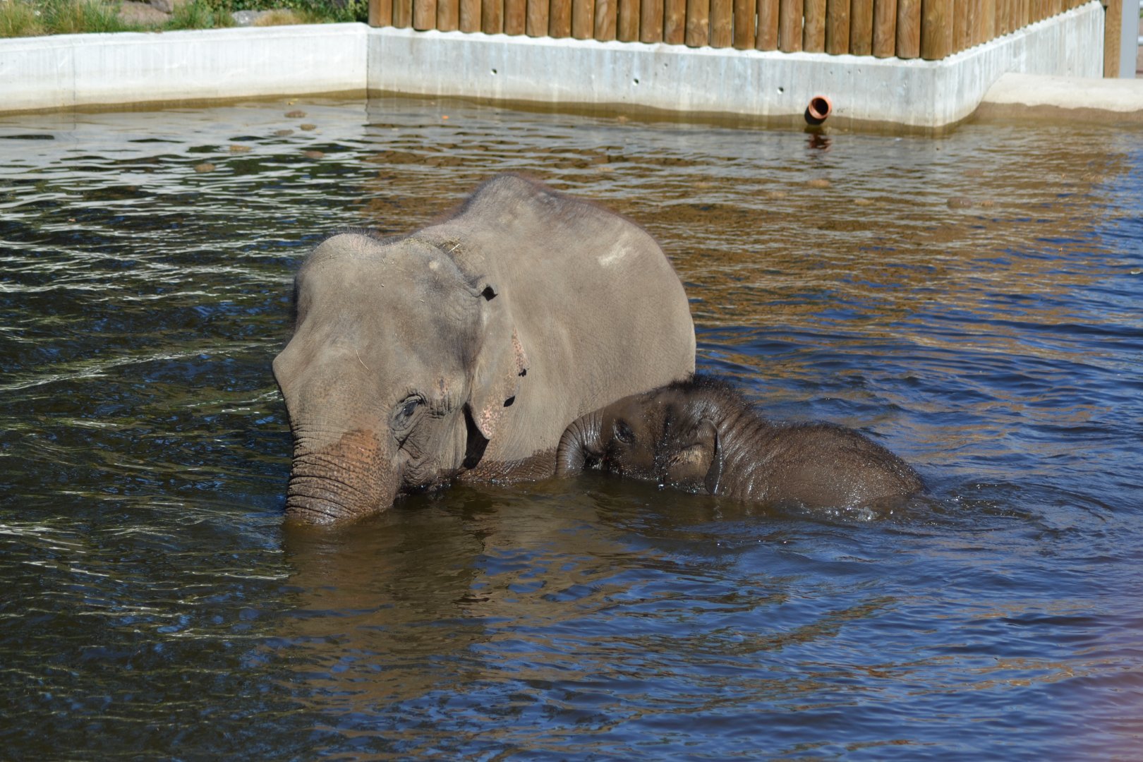 Asian elephants Bua and Namsai in Kolmården