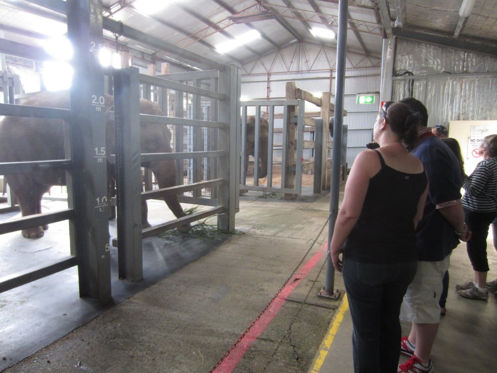 Asian Elephants Burma and Gigi