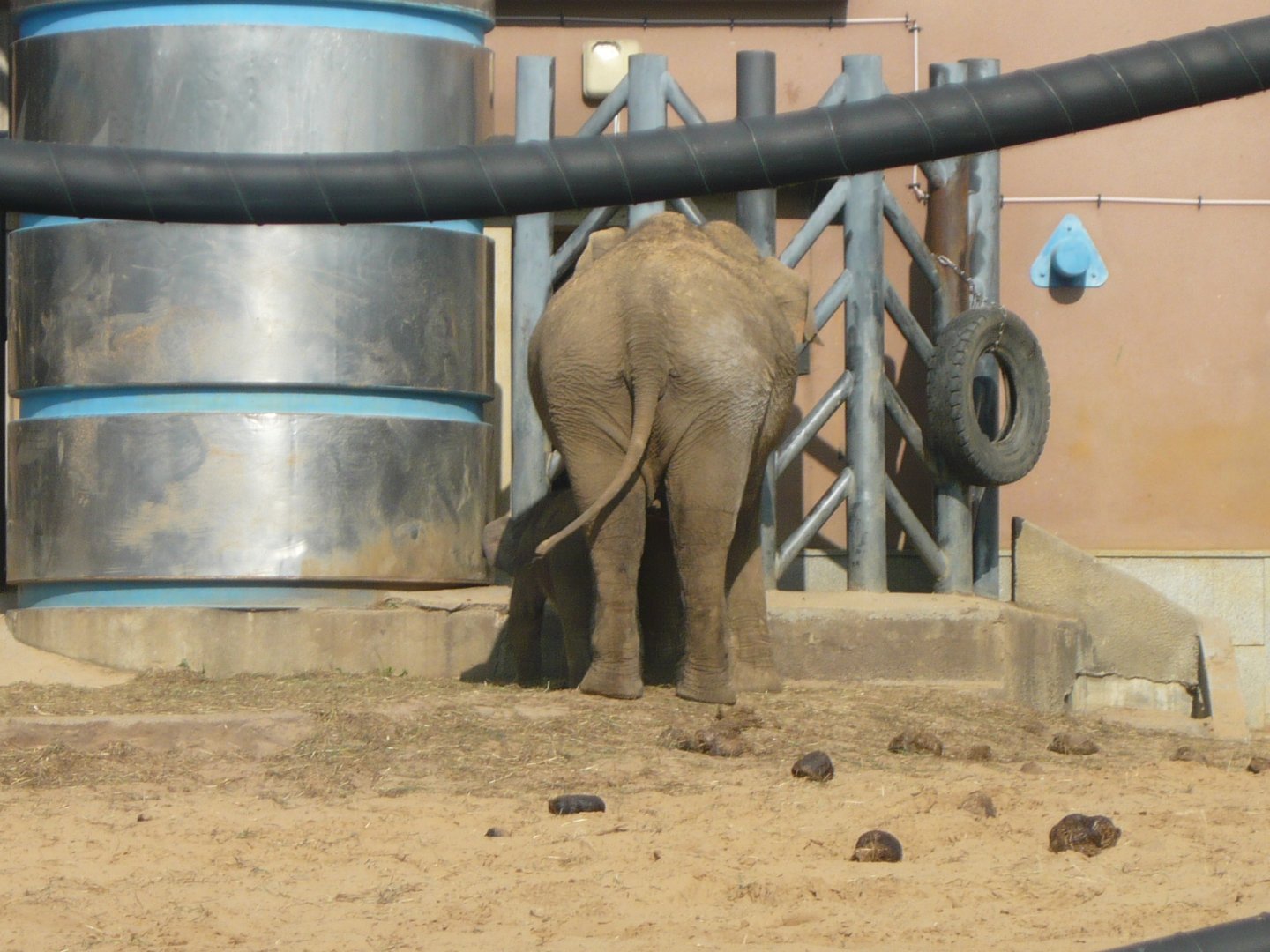 Asian elephant's butt