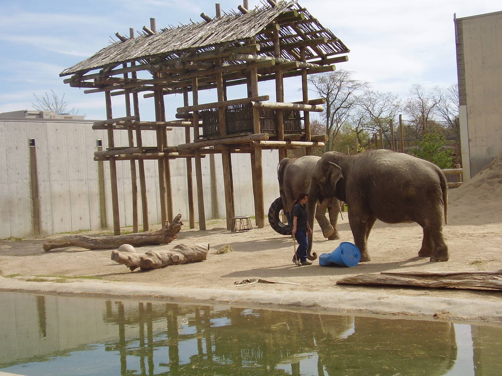 Asian Elephants- Buttonwood Zoo MAY07