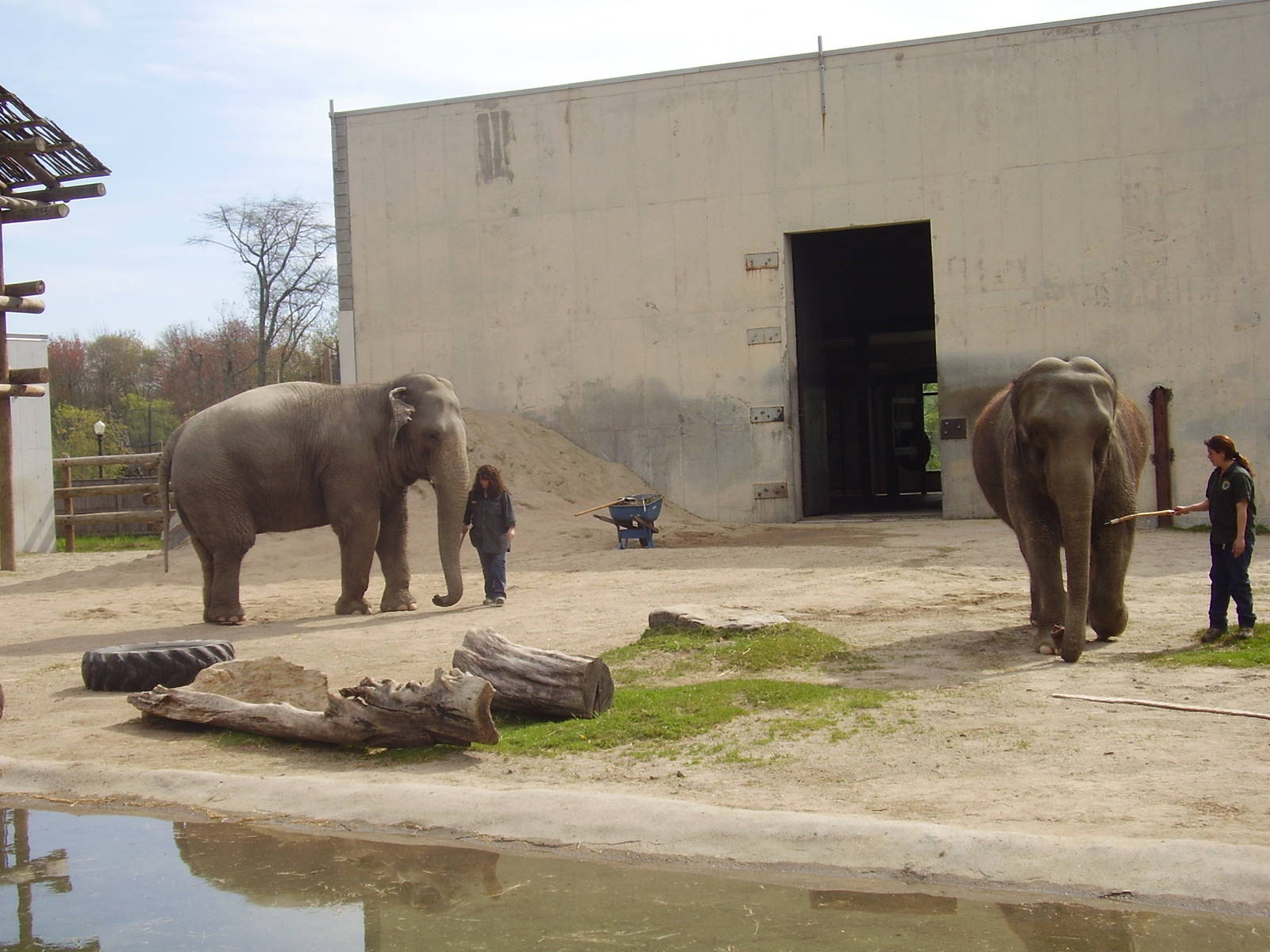 Asian Elephants- Buttonwood Zoo MAY07