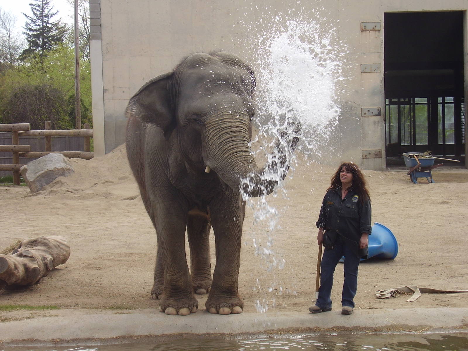 Asian Elephants- Buttonwood Zoo MAY07