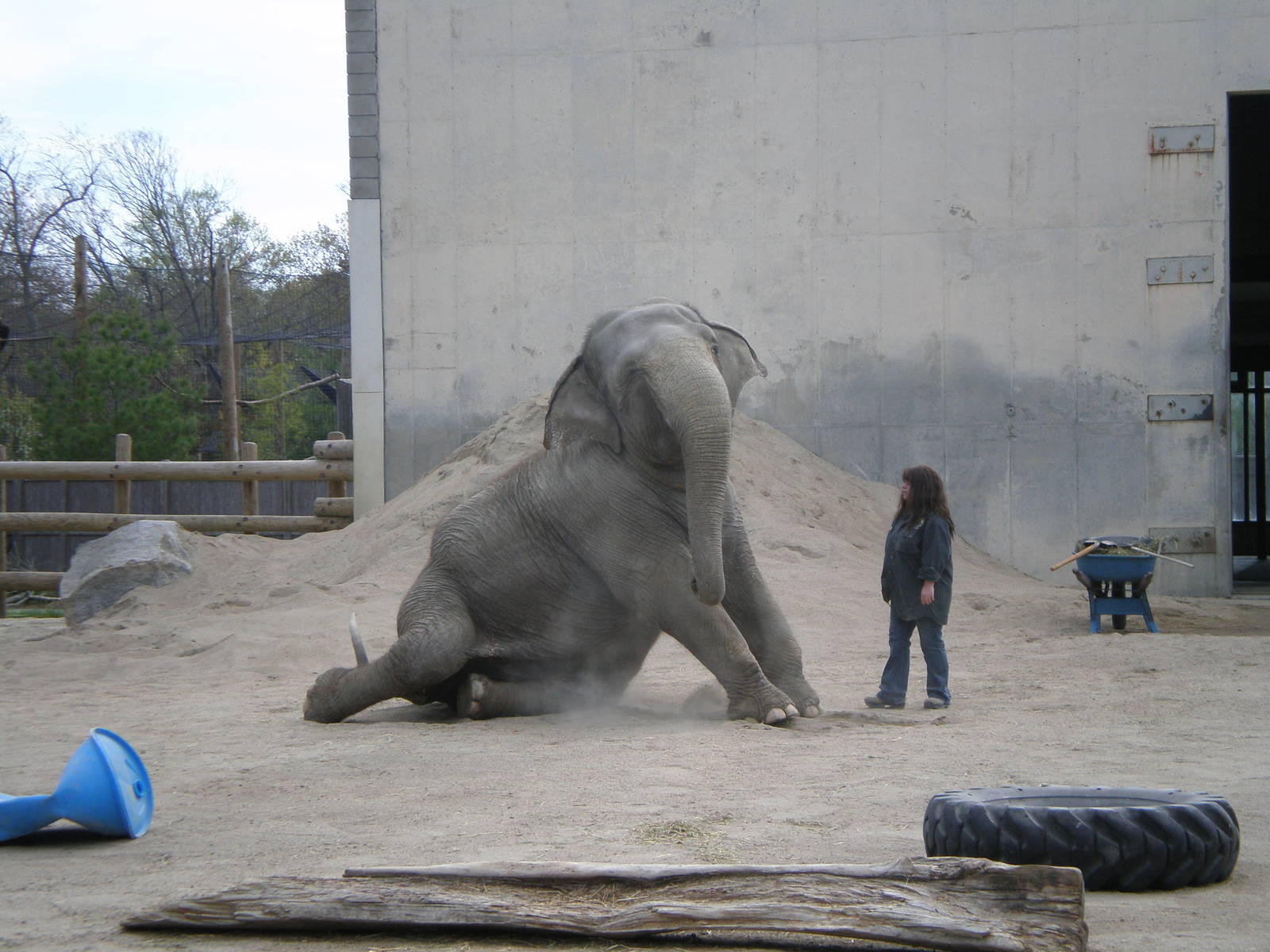 Asian Elephants- Buttonwood Zoo MAY07