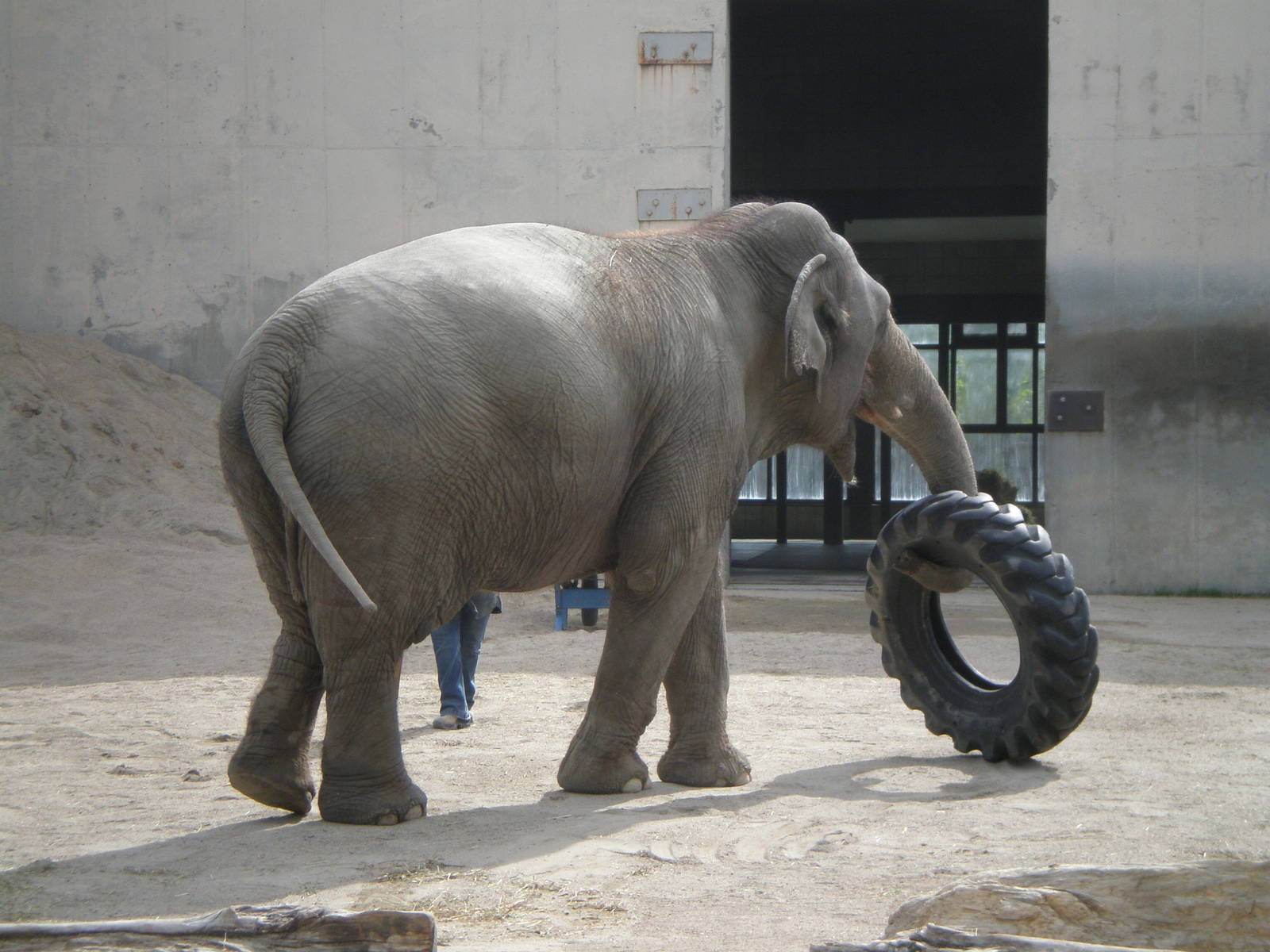 Asian Elephants- Buttonwood Zoo MAY07