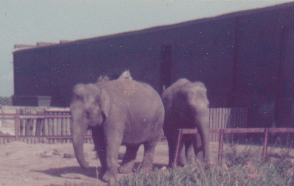 Asian Elephants c.1978