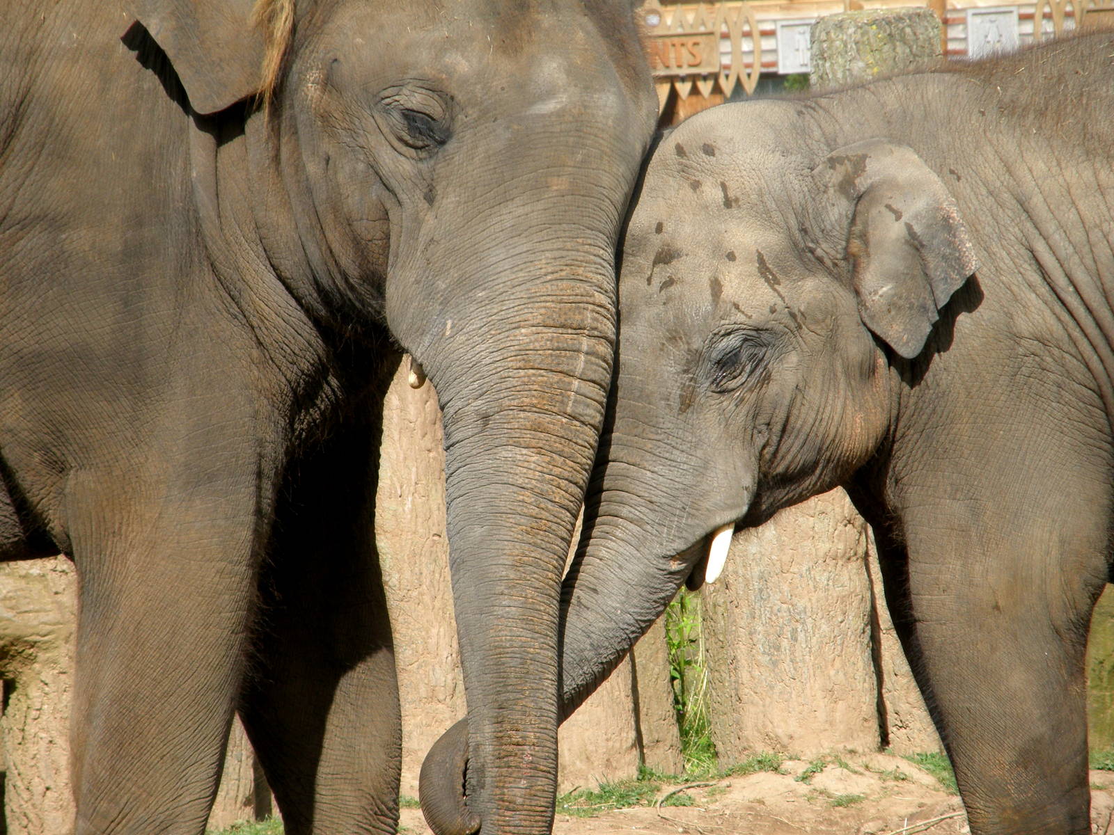 Asian Elephants - Chester Zoo
