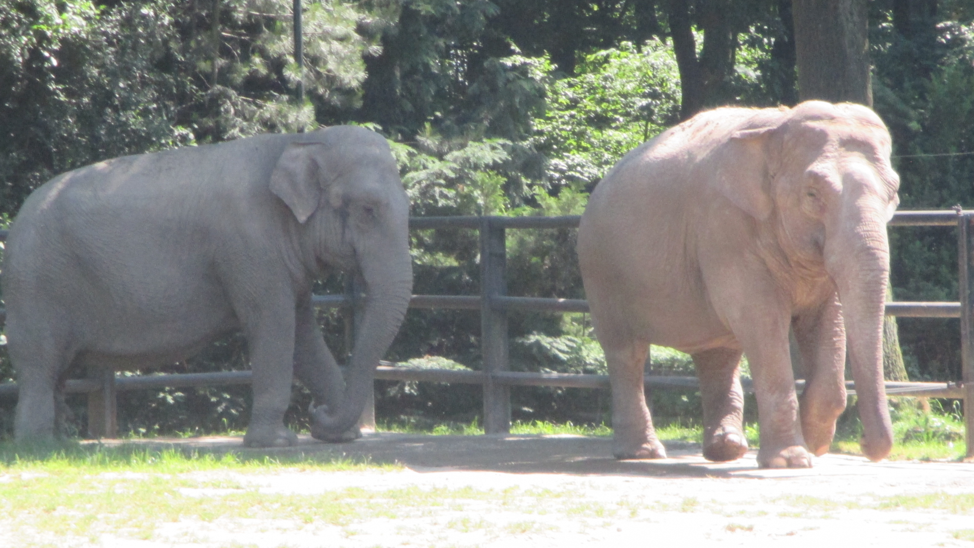 Asian elephants- Citta (left) and Baby (right), 20.6.2017