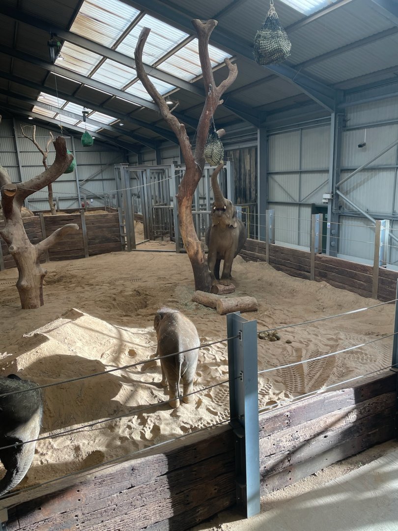 Asian Elephants Donna and Nang Phaya