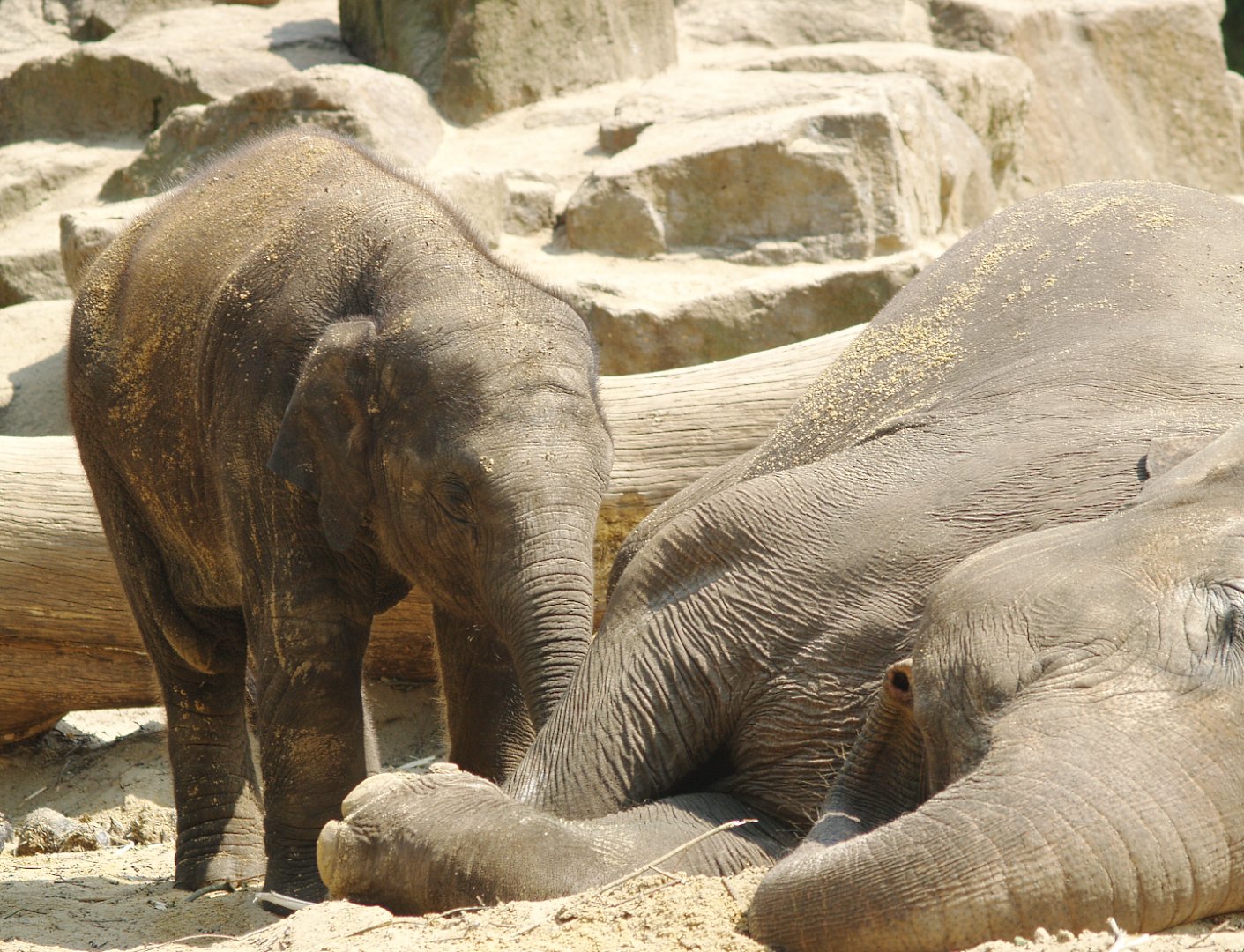 Asian elephants (Elephas maximus), 2006-07-08