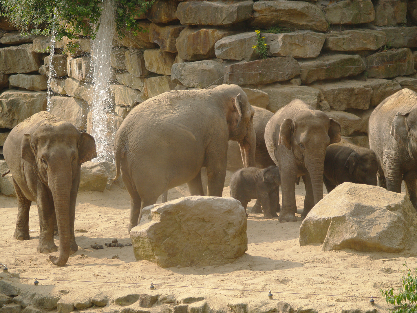Asian elephants (Elephas maximus), 2006-07-08
